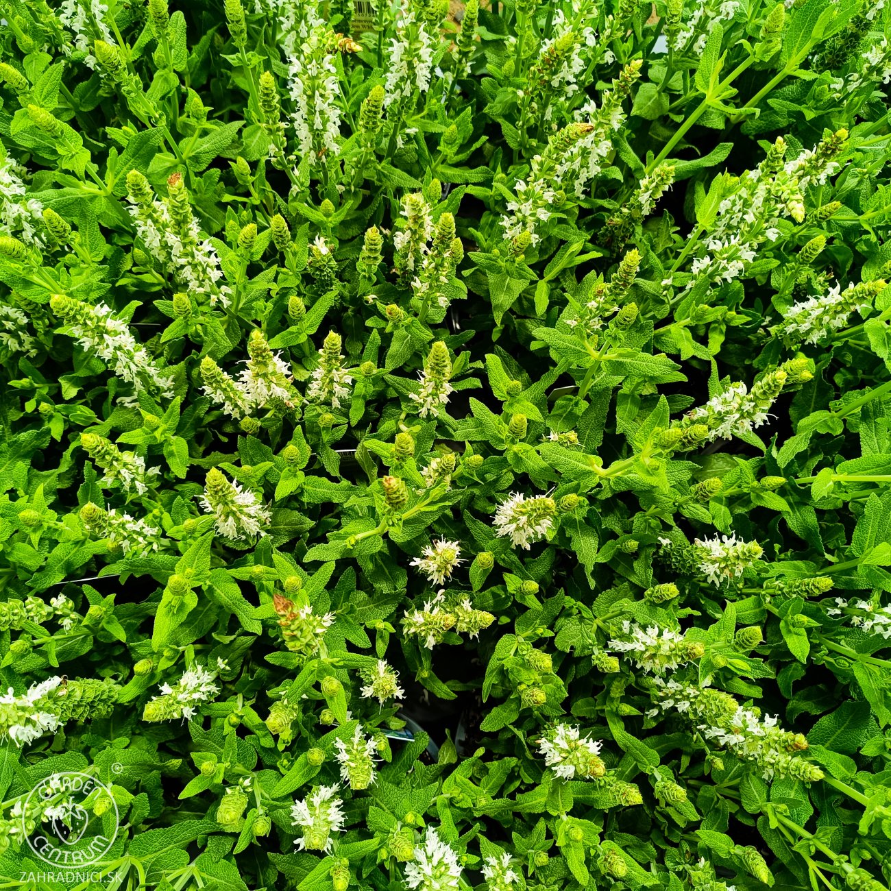 Obrázok Šalvia hájna (Salvia nemorosa) ´SENSATION WHITE´ - kont. C1,5L